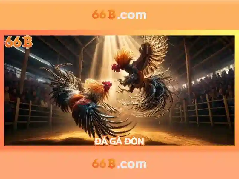 Đánh Giá 66B