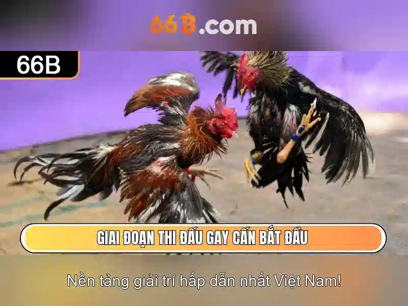 66b phiên bản mới